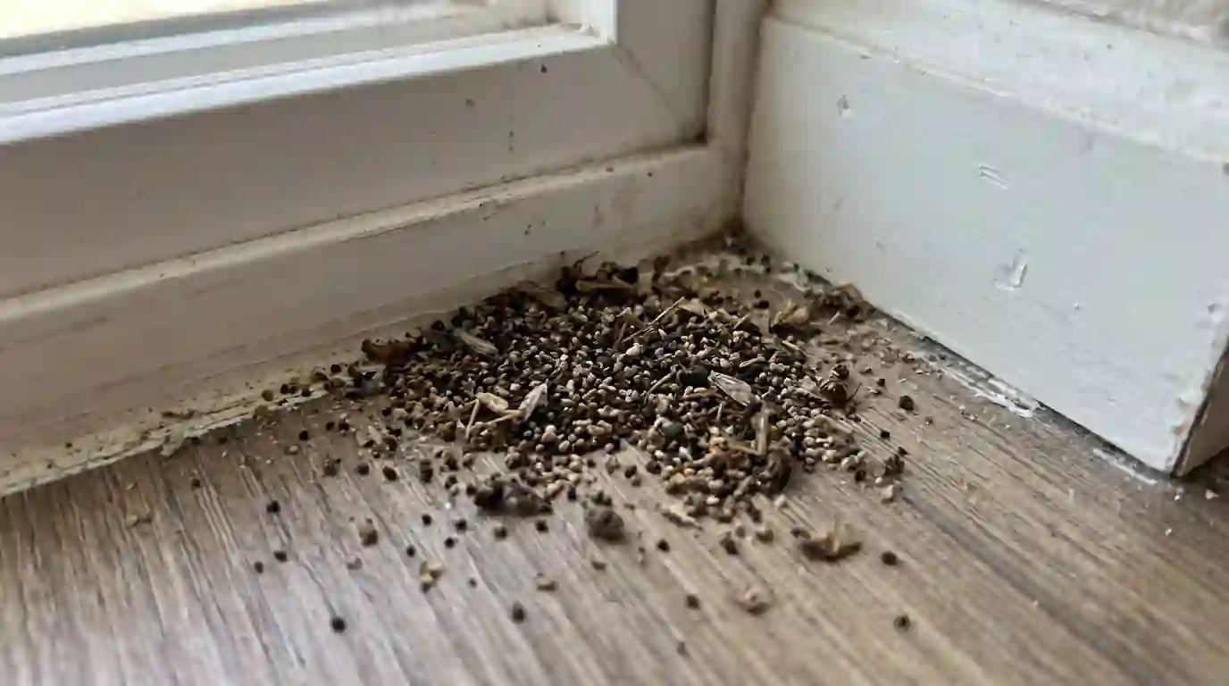 Frass pile beneath a window sill
