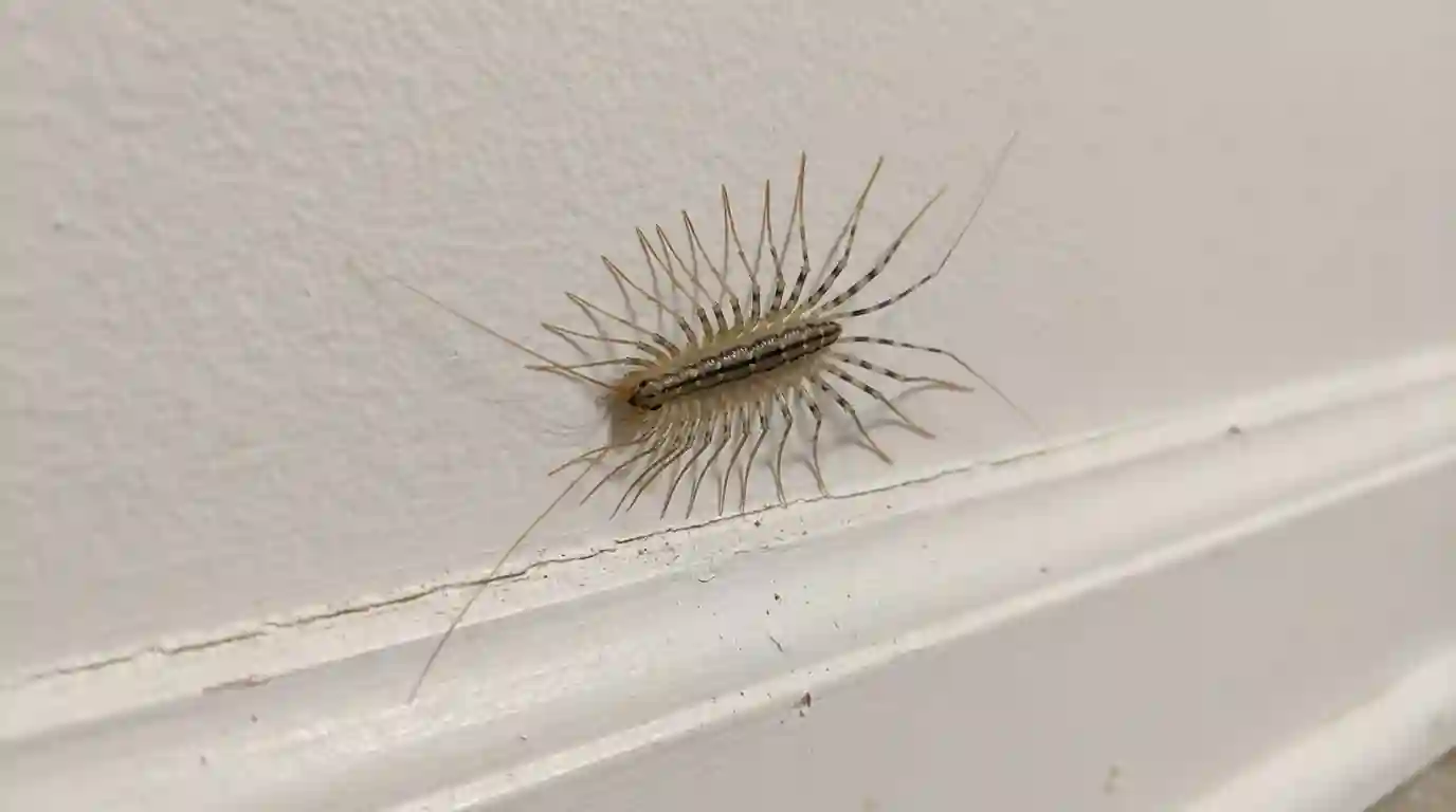 House centipede on a bathroom wall