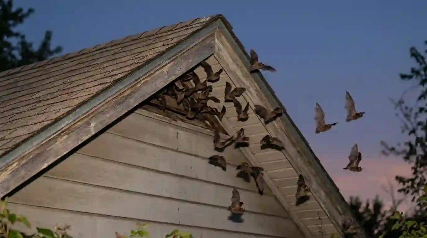 Bats leaving a gable gap at dusk