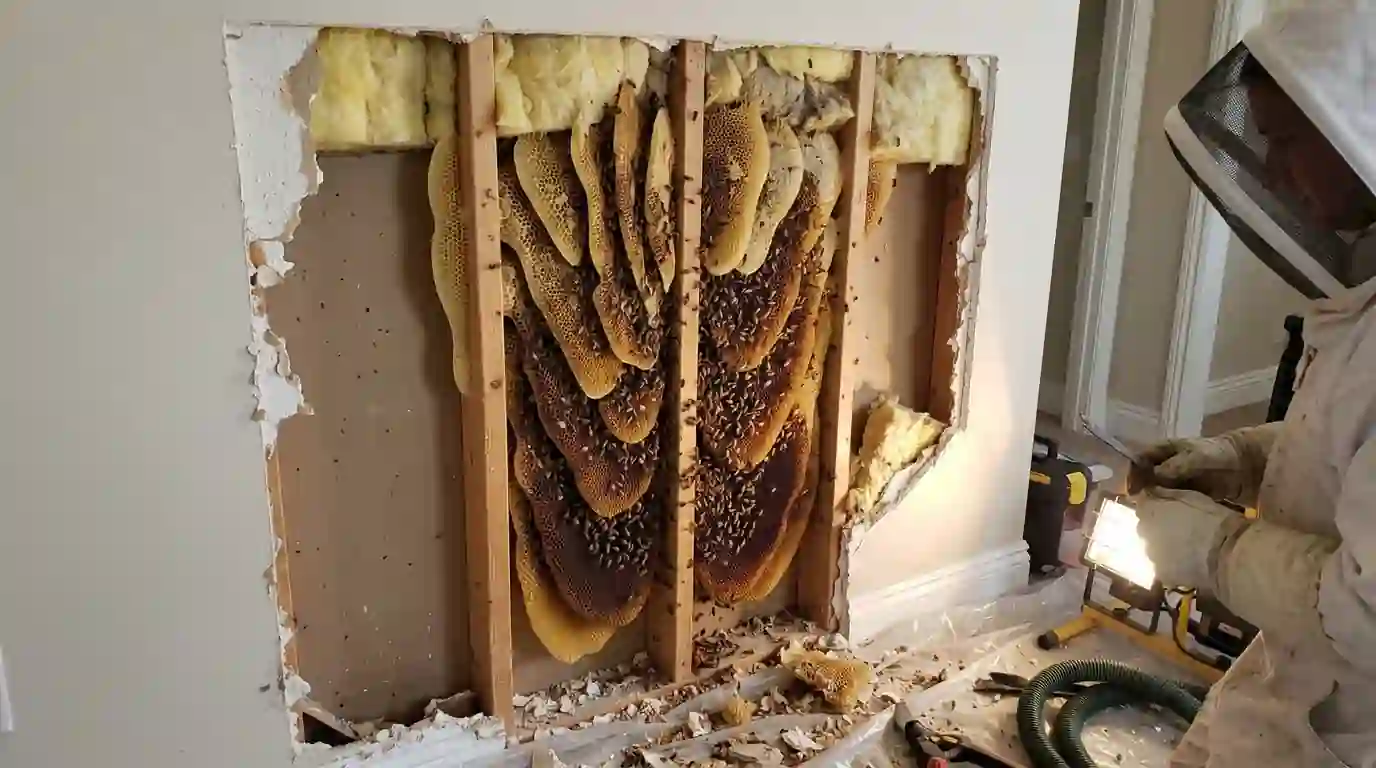 Honeycomb inside an opened wall during a hive removal